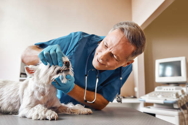 Best Same-Day Emergency Dental Services in Jackson, WY